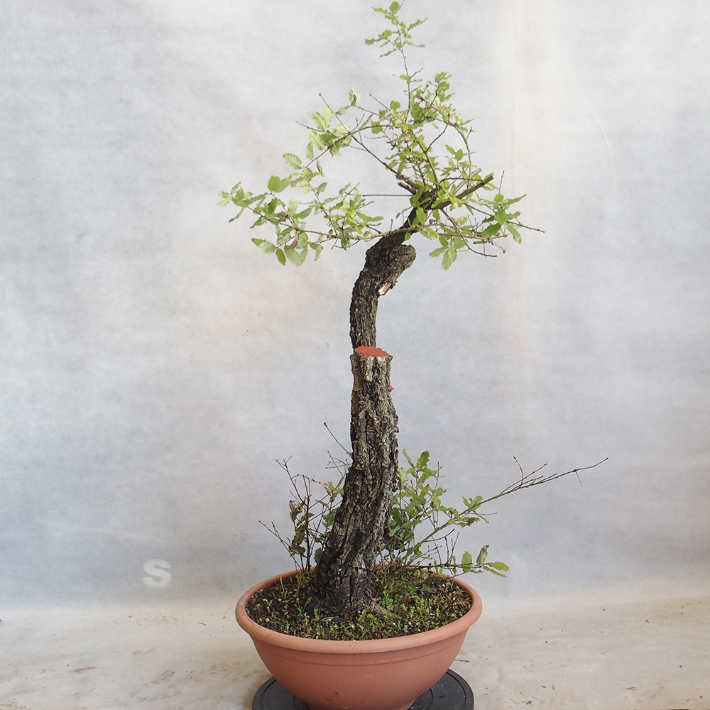 Venkovní bonsai Quercus Cerris - Dub Cer