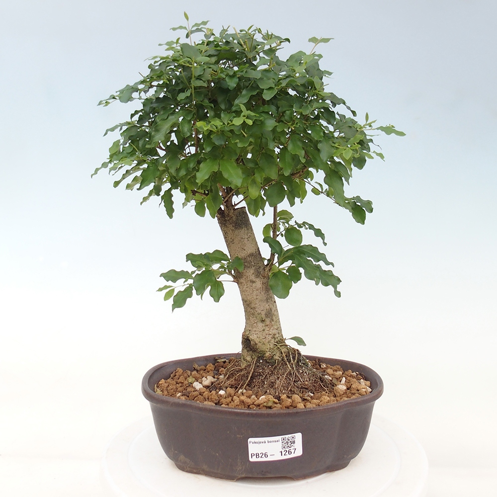 Pokojová bonsai -Ligustrum chinensis - Ptačí zob