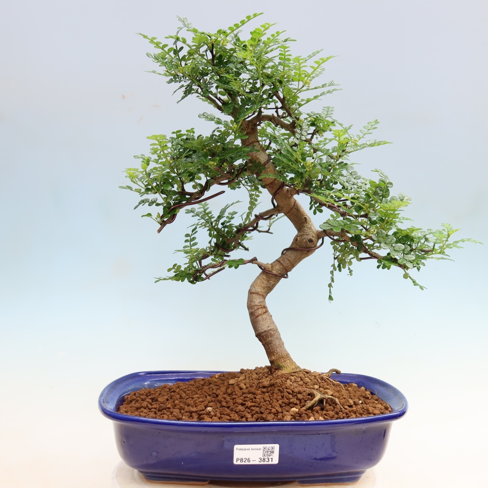 Pokojová bonsai - Zantoxylum piperitum - Pepřovník