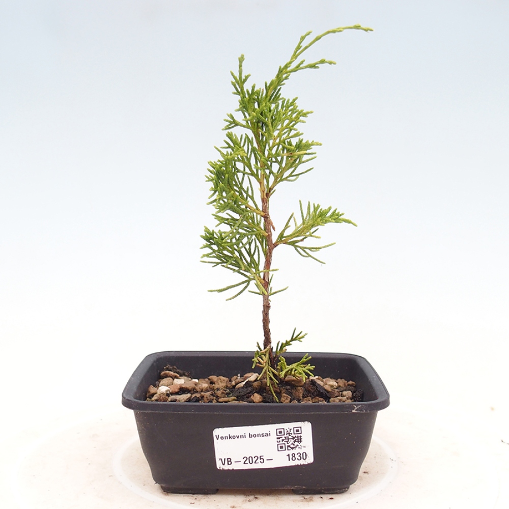 Venkovní bonsai - Juniperus chinensis Itoigawa -Jalovec čínský