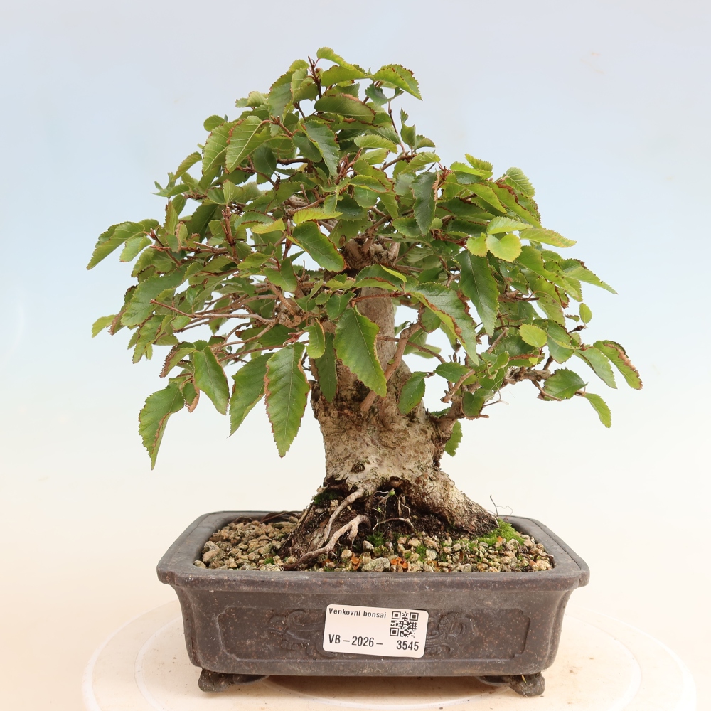 Venkovní bonsai -Carpinus CARPINOIDES - Habr korejský