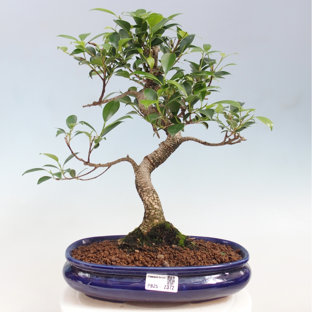 Pokojová bonsai - Ficus kimmen -  malolistý fíkus