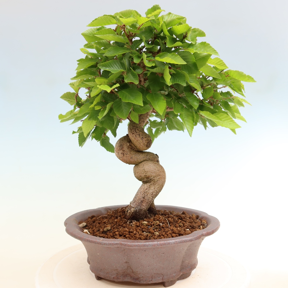 Venkovní bonsai -Carpinus coreana - Habr korejský