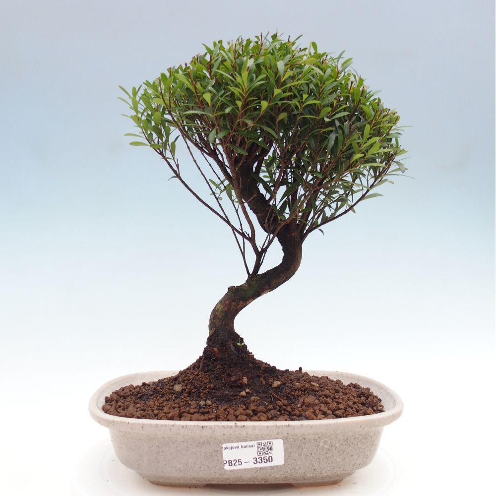 Pokojová bonsai - Syzygium - Pimentovník