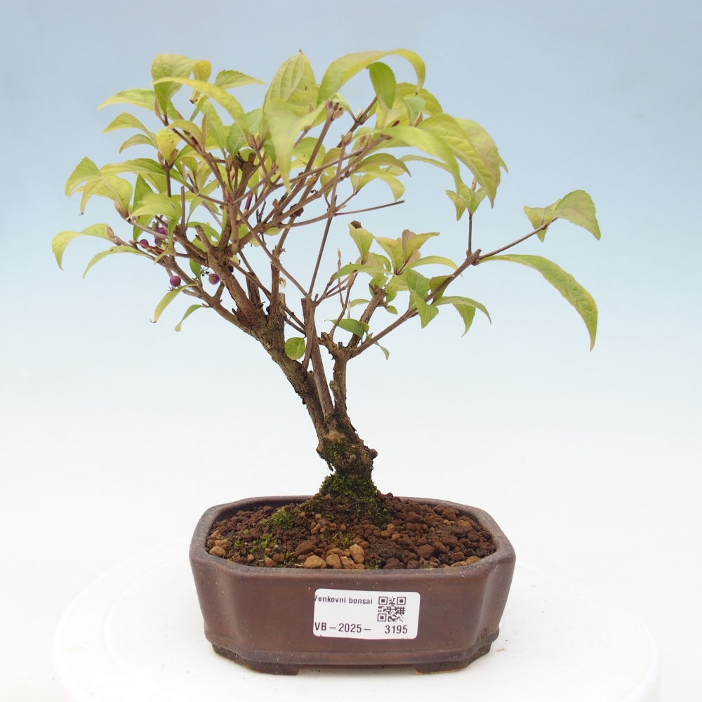 Venkovní bonsai - krásnoplodka - Callicarpa japonica