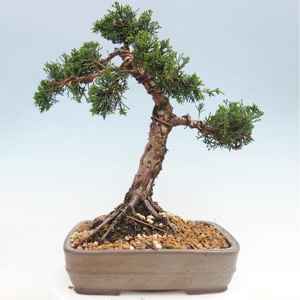 Venkovní bonsai - Juniperus chinensis Kishu -Jalovec čínský