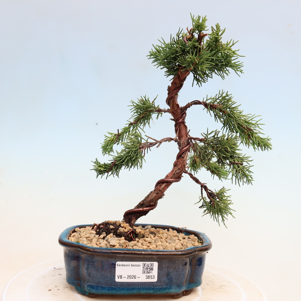 Venkovní bonsai - Juniperus chinensis Kishu -Jalovec čínský
