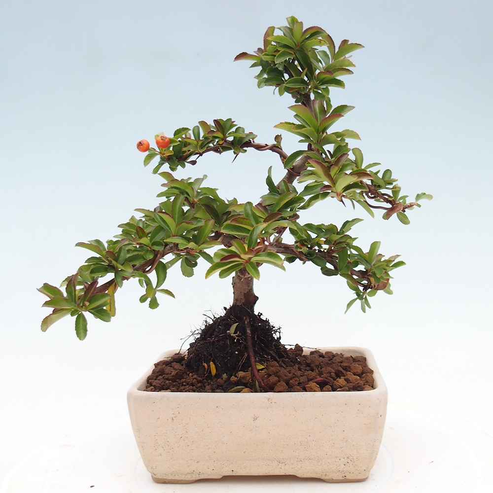 Venkovní bonsai-Pyracanta Teton -Hlohyně