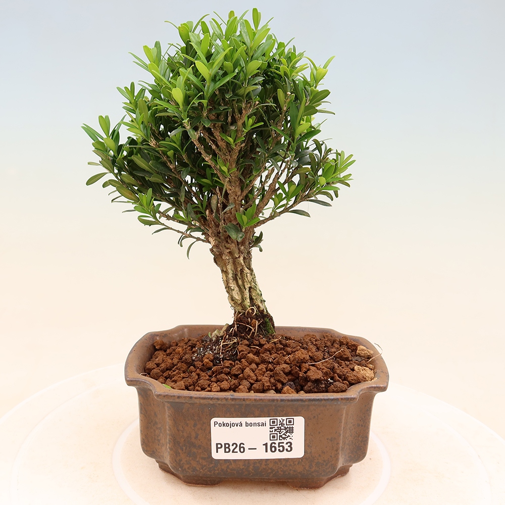 Pokojová bonsai - Buxus harlandii -korkový buxus