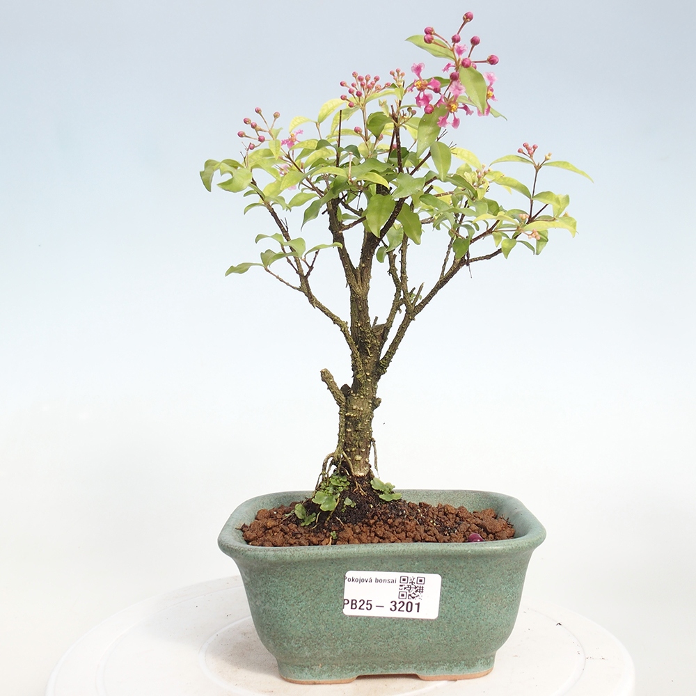 Pokojová bonsai - Malpighia coccigera- Barbdorská třešeň
