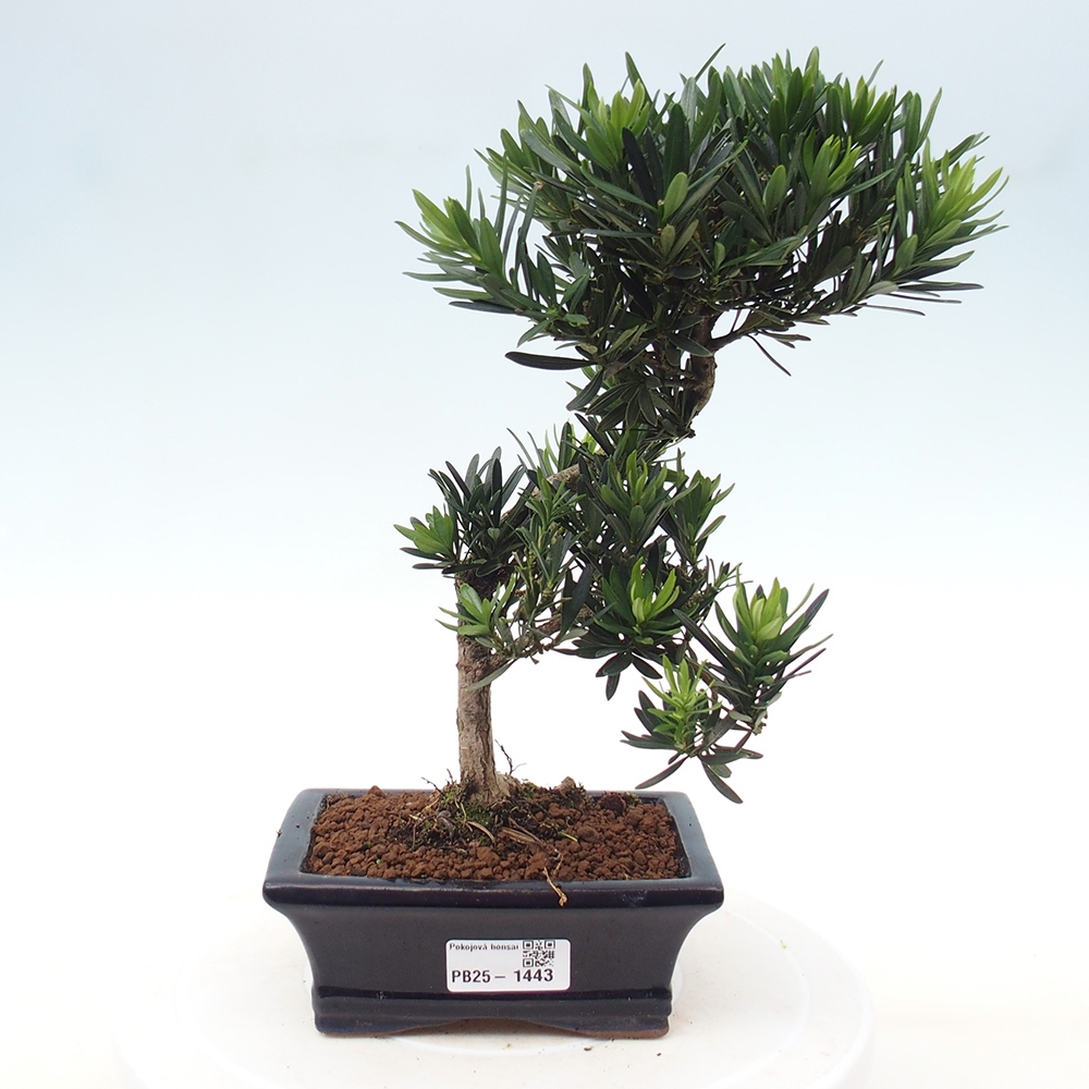 Pokojová bonsai - Podocarpus - Kamenný tis
