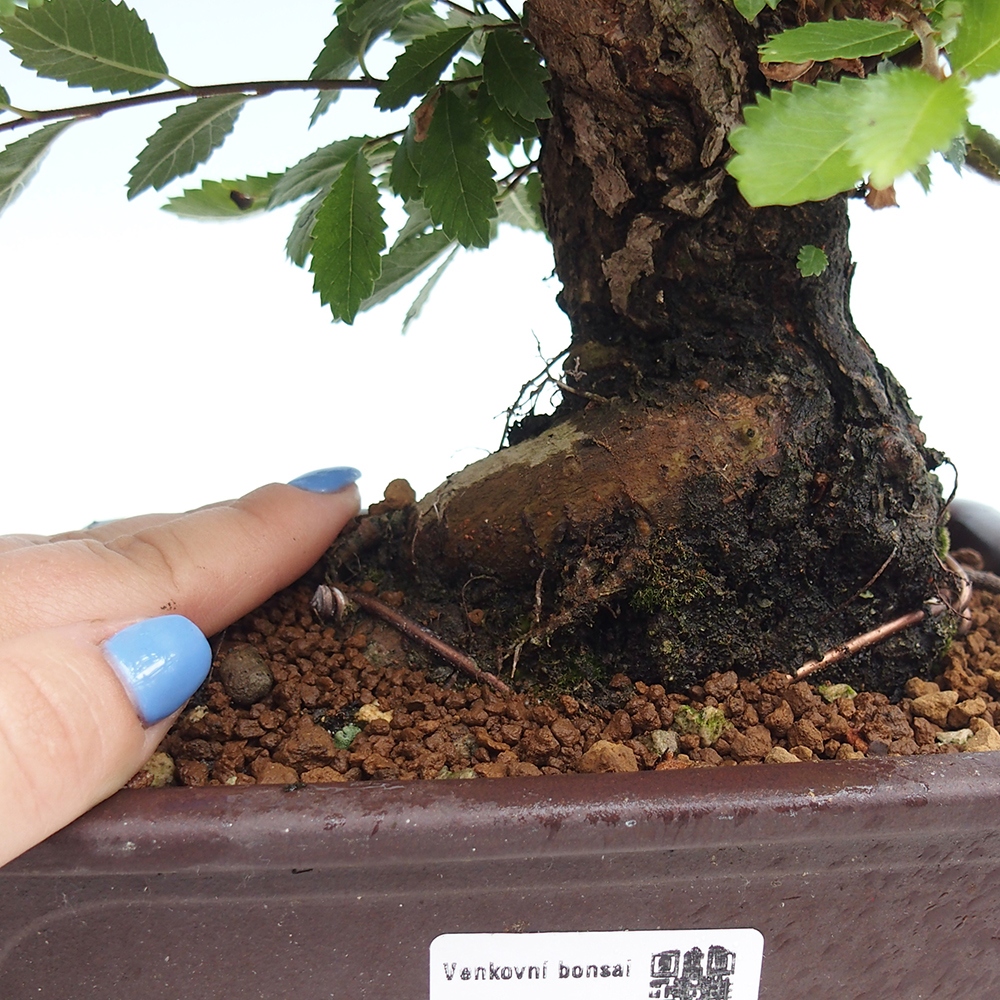 Venkovní bonsai - Zelkova - Zelkova NIRE