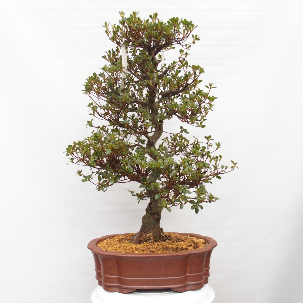 Venkovní bonsai - Japonská azalka - Azalea Sansei