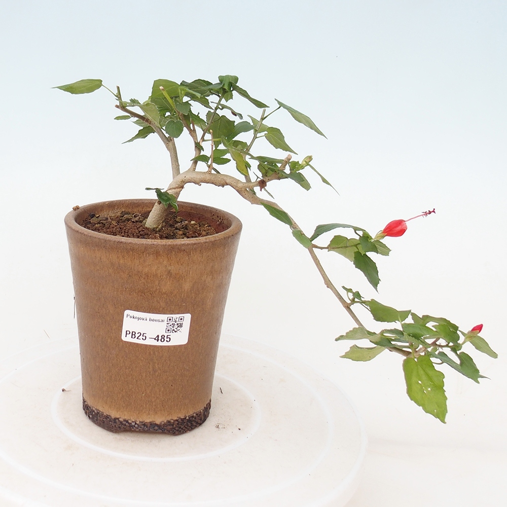Pokojová bonsai - Malvaviscus arboreus - ibiškovec dřevnatý