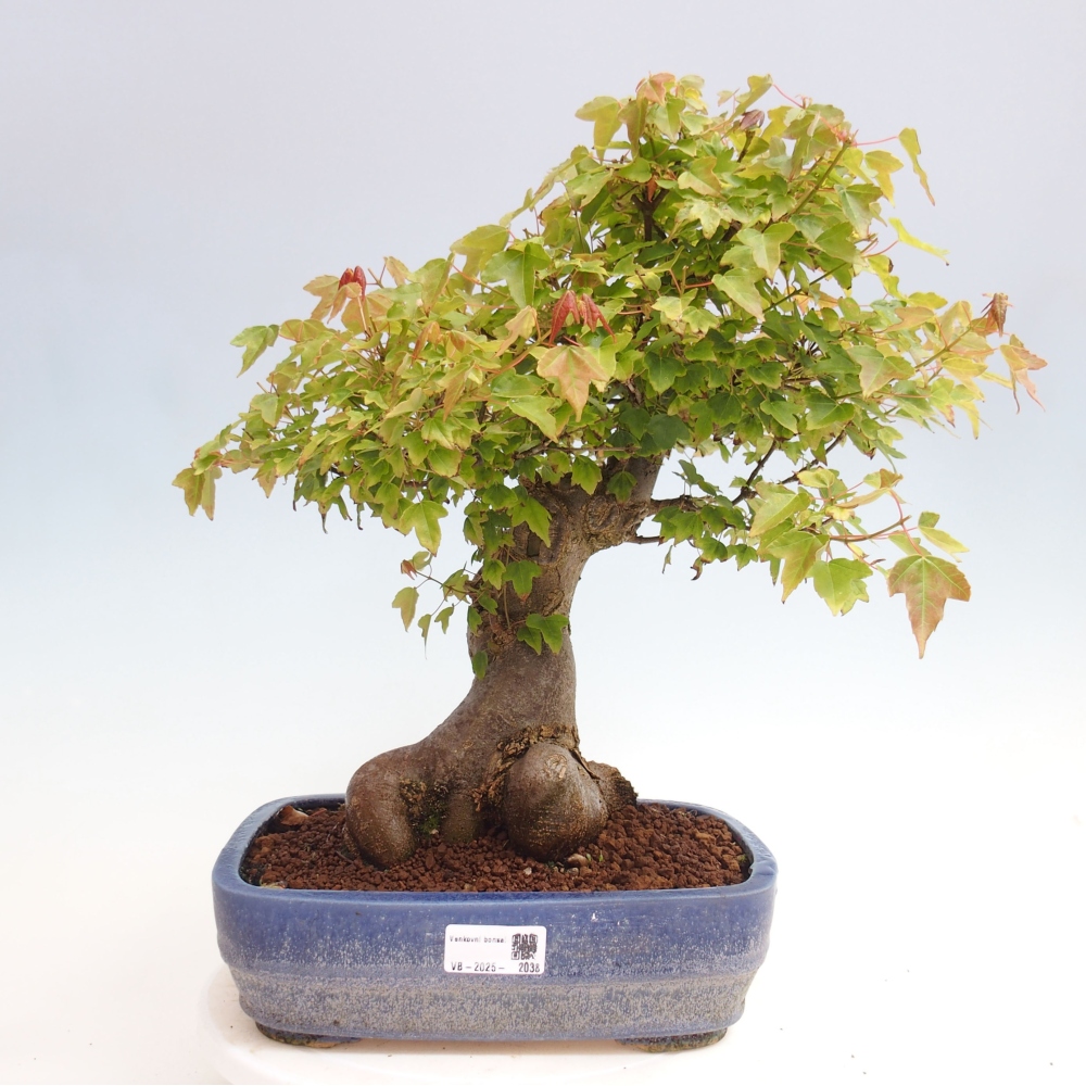 Venkovní bonsai - Acer Buergerianum - Javor Burgerův