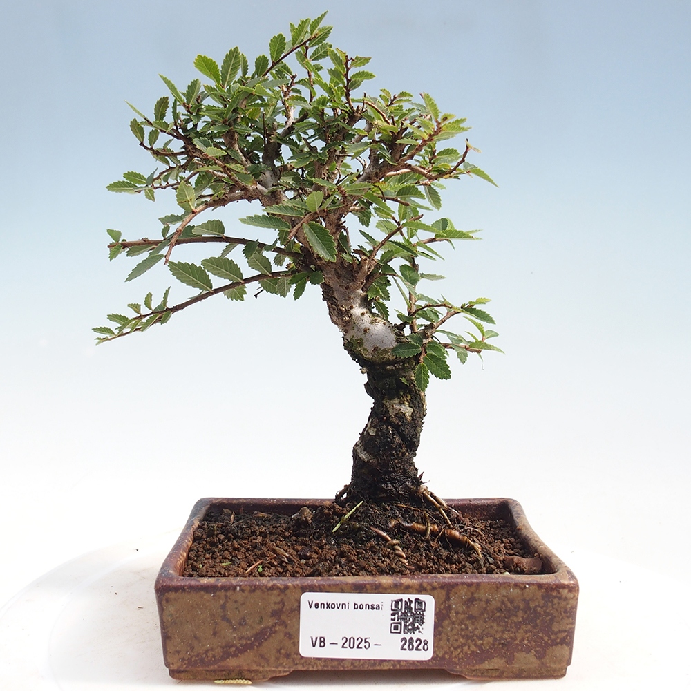 Venkovní bonsai - Zelkova - Zelkova NIRE