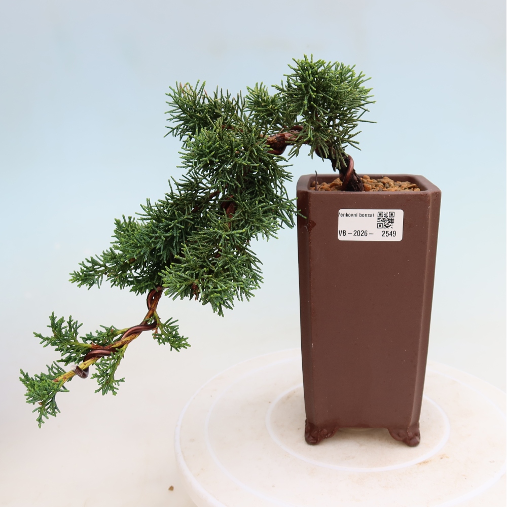Venkovní bonsai - Juniperus chinensis Kishu -Jalovec čínský