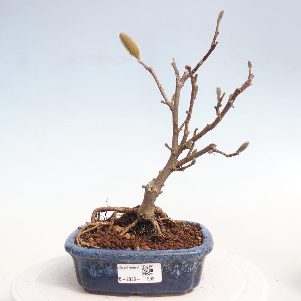Venkovní bonsai - Magnolia stellata  -  Šácholán hvězdokvětý