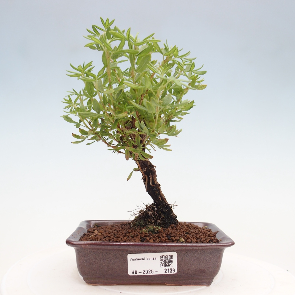 Venkovní bonsai-Mochna křovitá - potentila fruticosa yellow Bird