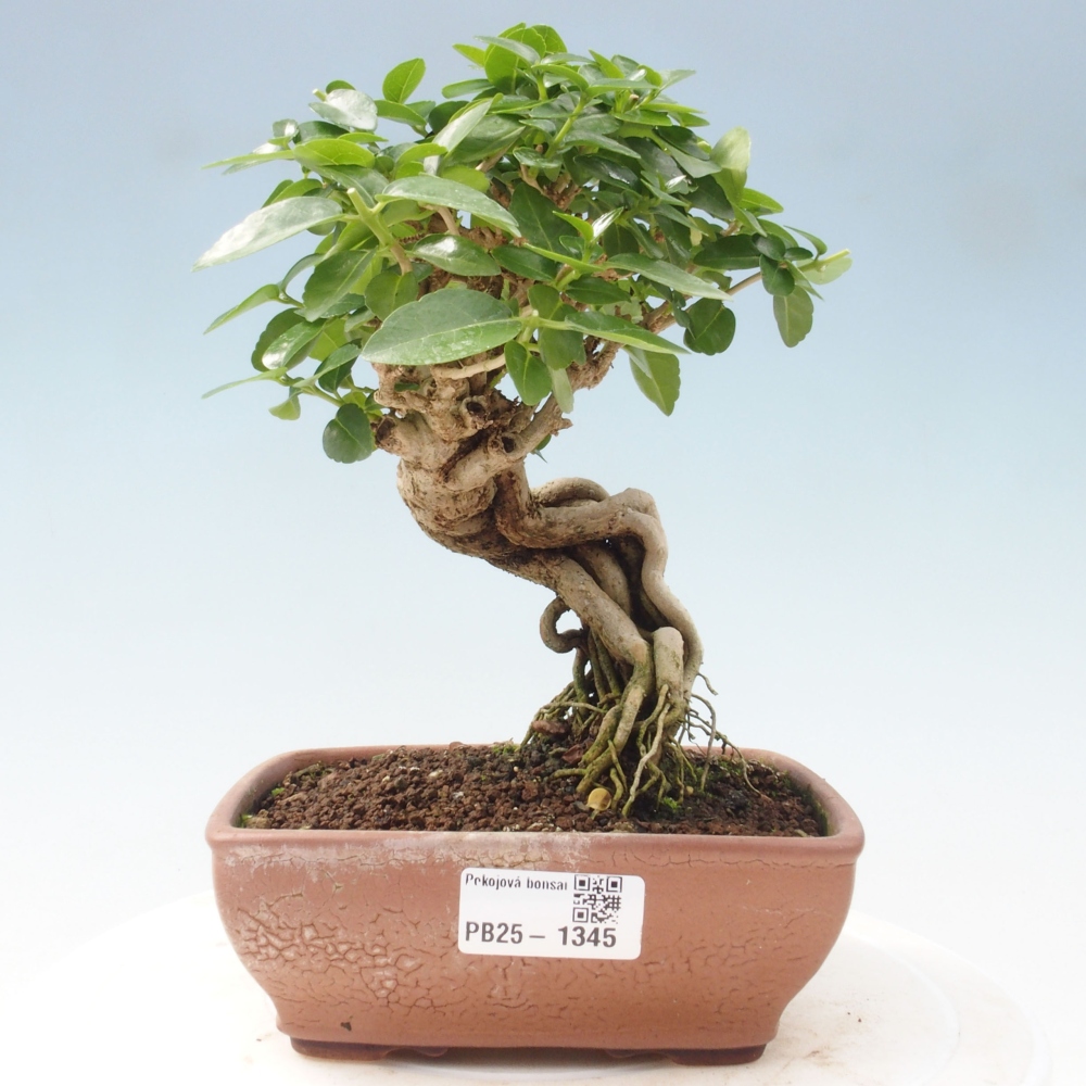 Pokojová bonsai - Premna serratifolia  - Kozlovoň malolistá