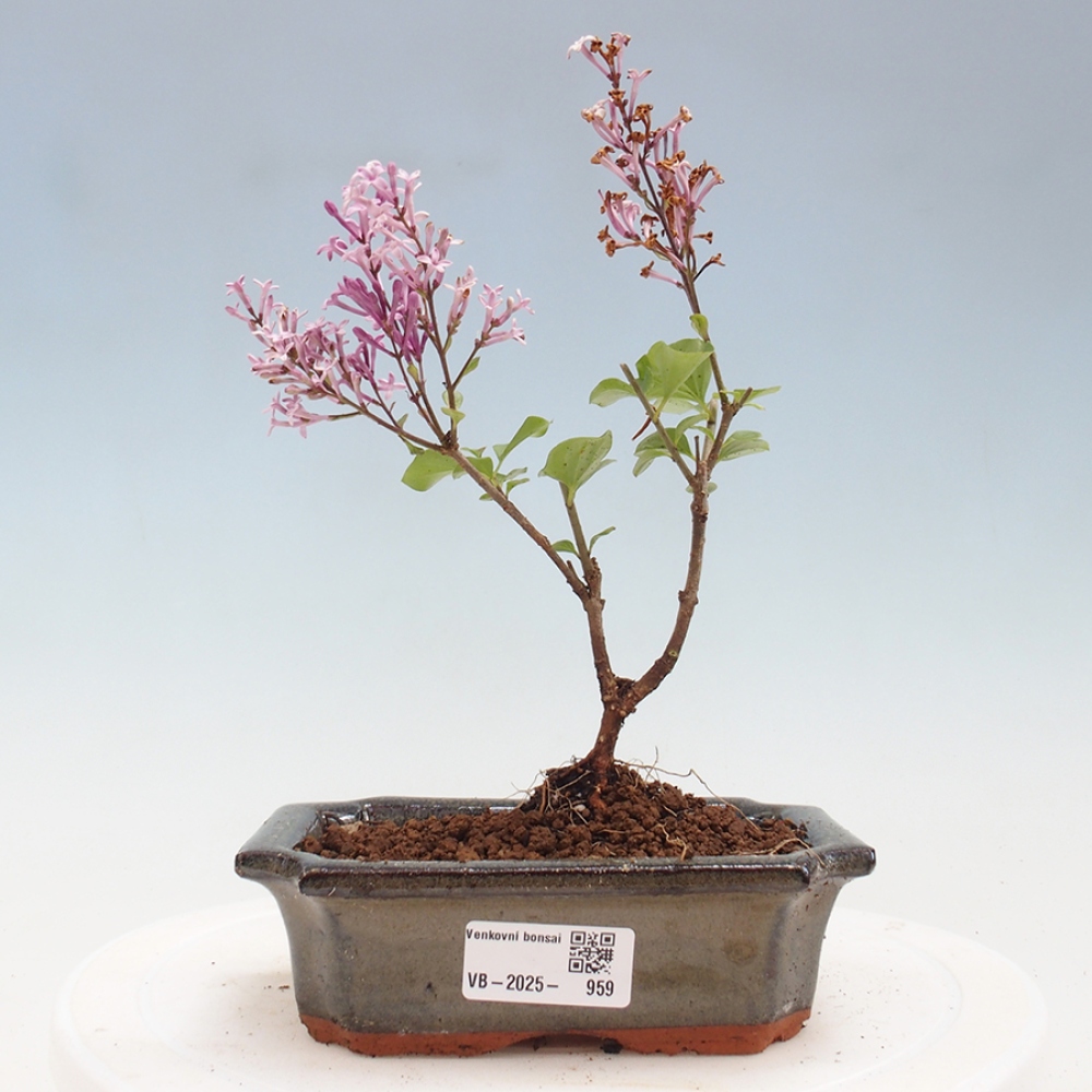Venkovní bonsai - Syringa Meyeri Palibin - Šeřík Meyerův