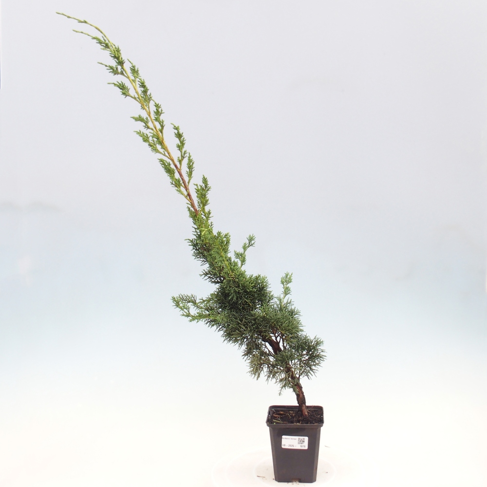 Venkovní bonsai - Juniperus chinensis Kishu -Jalovec čínský