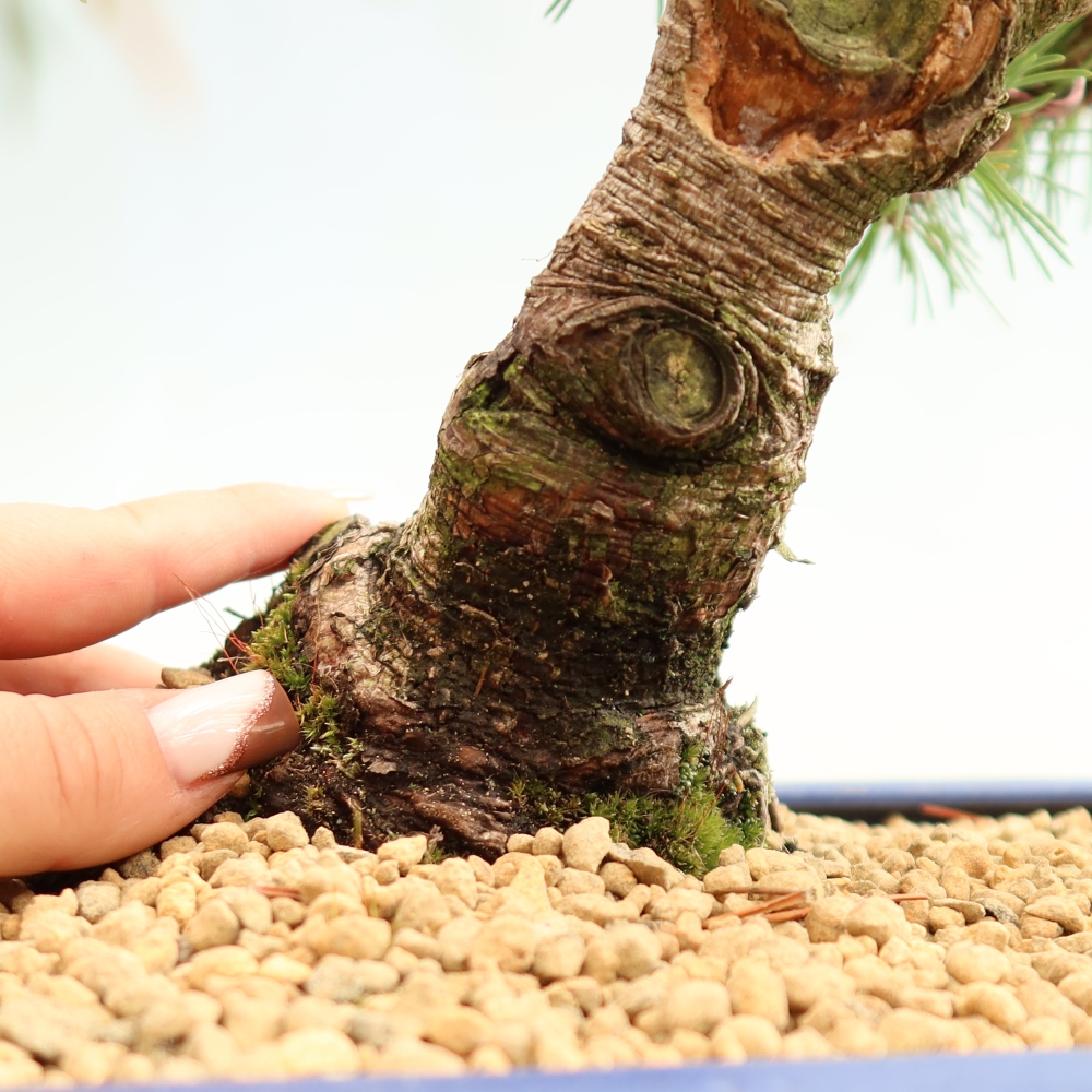 Venkovní bonsai - Pinus mugo Humpy  - Borovice kleč