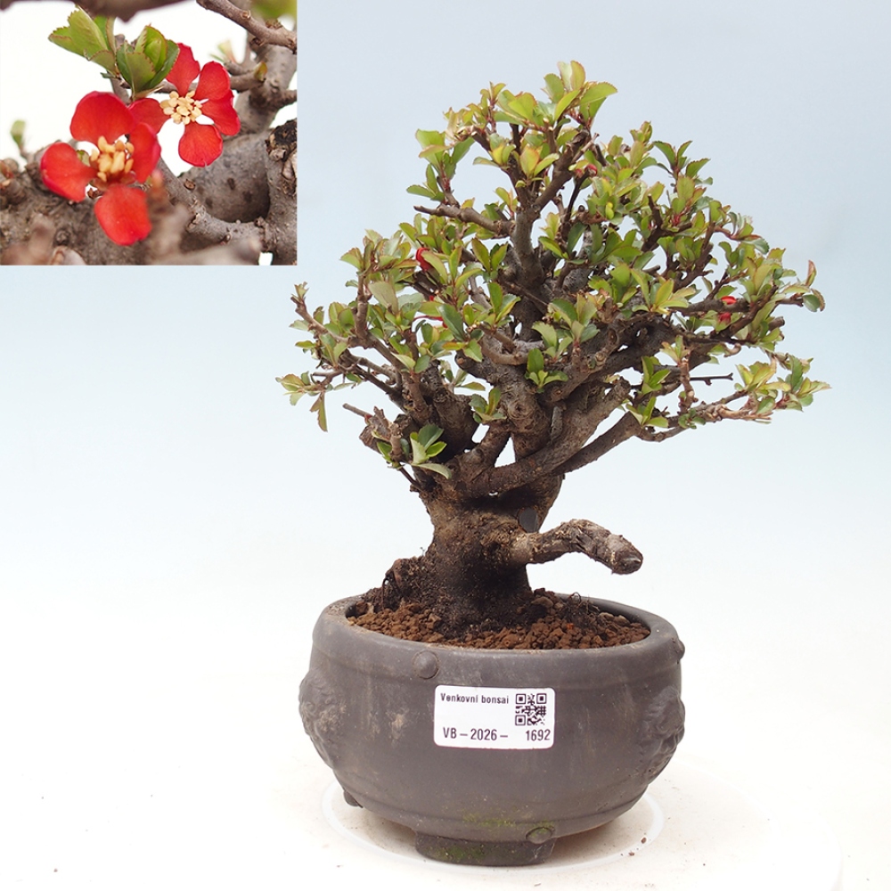 Venkovní  bonsai -  Chaneomeles speciosa - Kdoulovec ozdobný