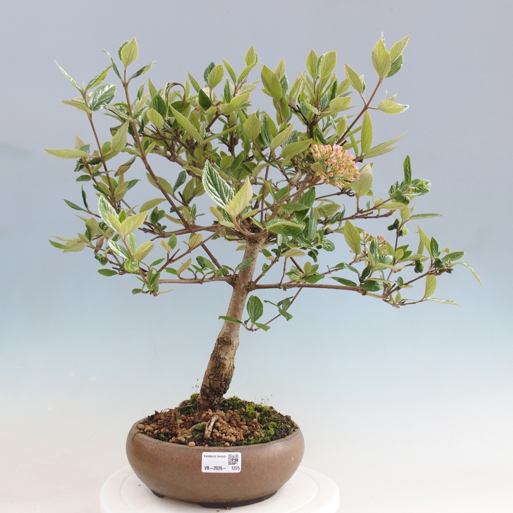 Venkovní bonsai-Kalina Bodnanská - Viburum carlesii hemsi 