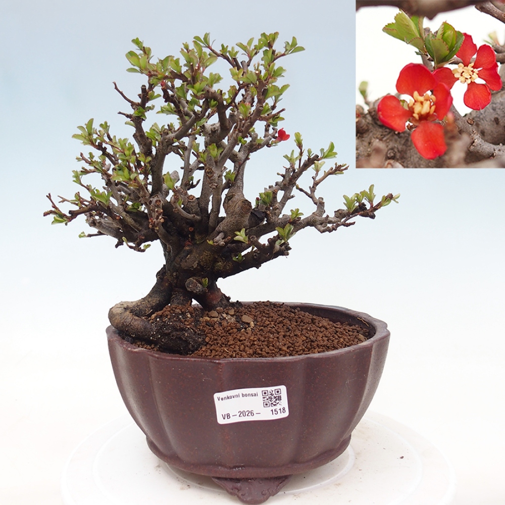Venkovní  bonsai -  Chaneomeles speciosa - Kdoulovec ozdobný