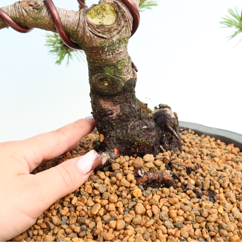 Venkovní bonsai - Pinus mugo Humpy  - Borovice kleč