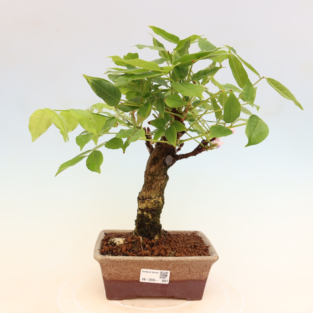 Venkovní bonsai - Vistarie květnatá - Wisteria floribunda