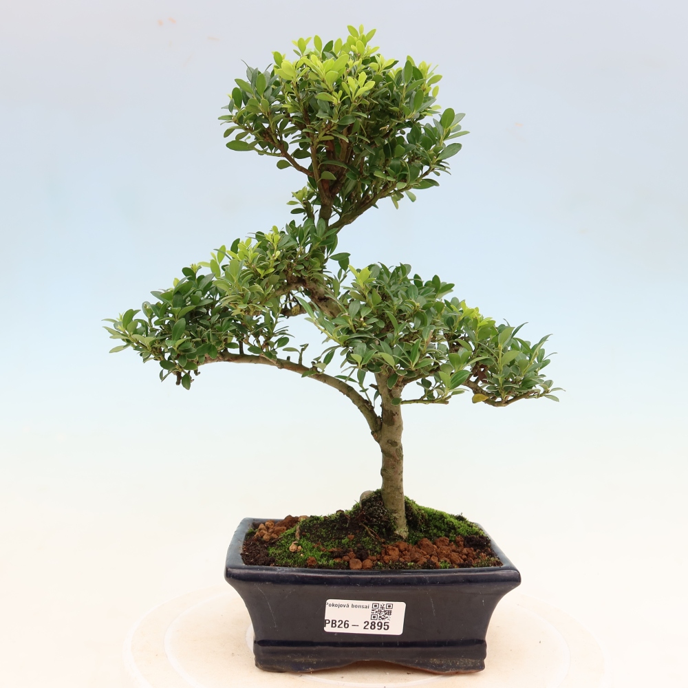 Pokojová bonsai - Ilex crenata - Cesmína