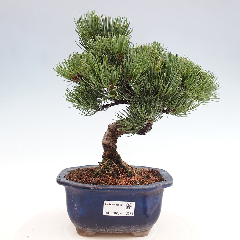 Venkovní bonsai - Pinus parviflora - Borovice drobnokvětá