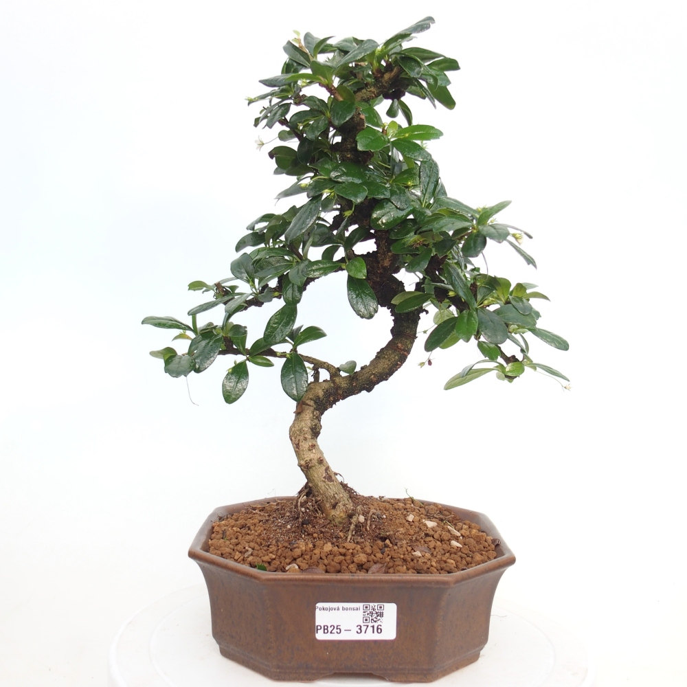 Pokojová bonsai - Carmona macrophylla - Čaj fuki