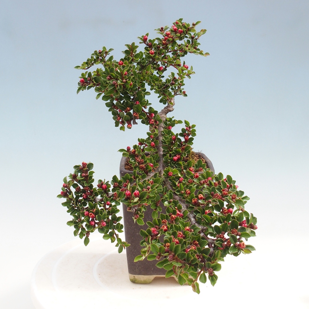 Venkovní bonsai - Cotoneaster horizontalis - Skalník