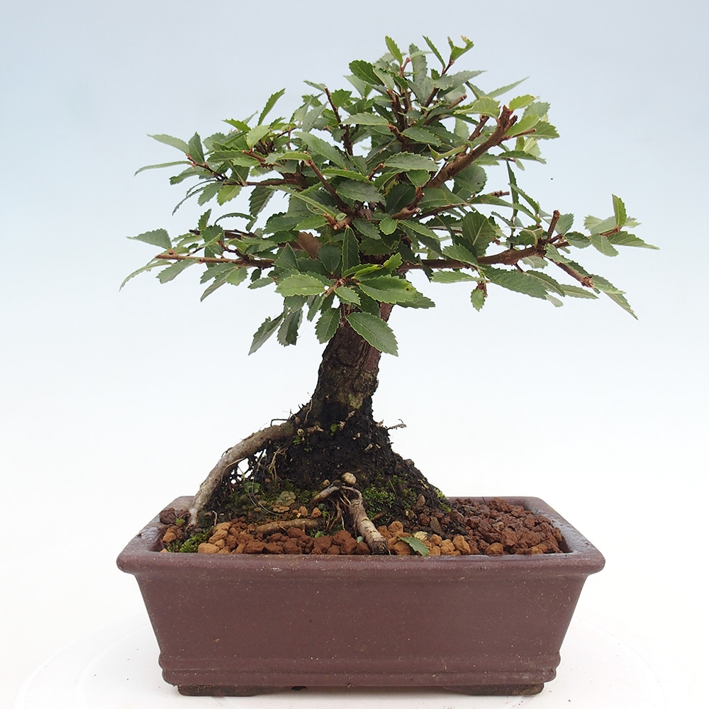 Venkovní bonsai - Zelkova - Zelkova NIRE
