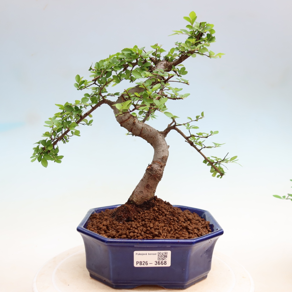 Pokojová bonsai - Ulmus parvifolia - Malolistý jilm