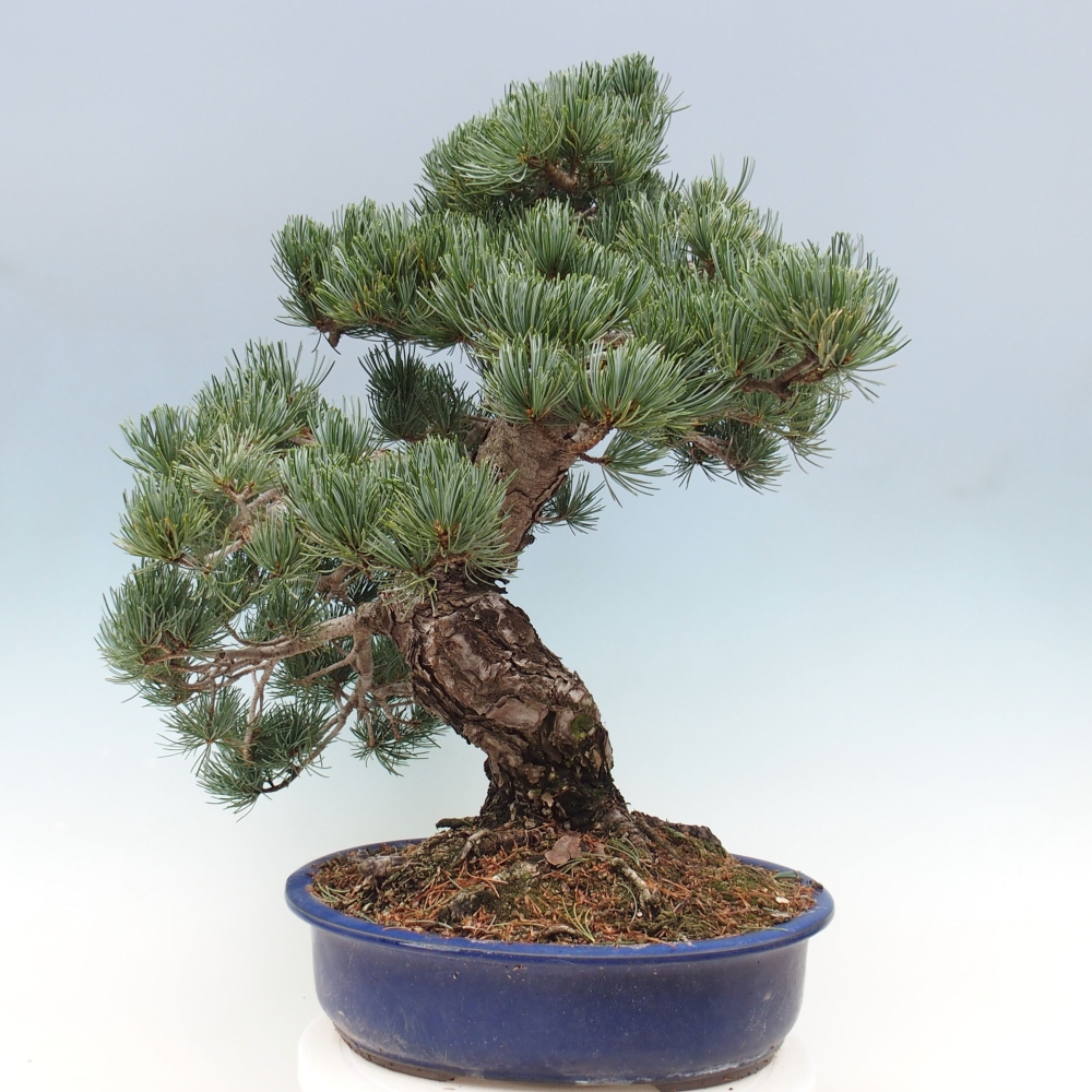 Venkovní bonsai - Pinus parviflora - Borovice drobnokvětá