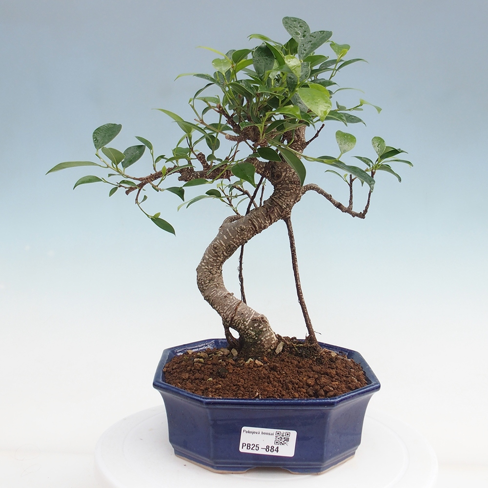 Pokojová bonsai - Ficus retusa -  malolistý fíkus