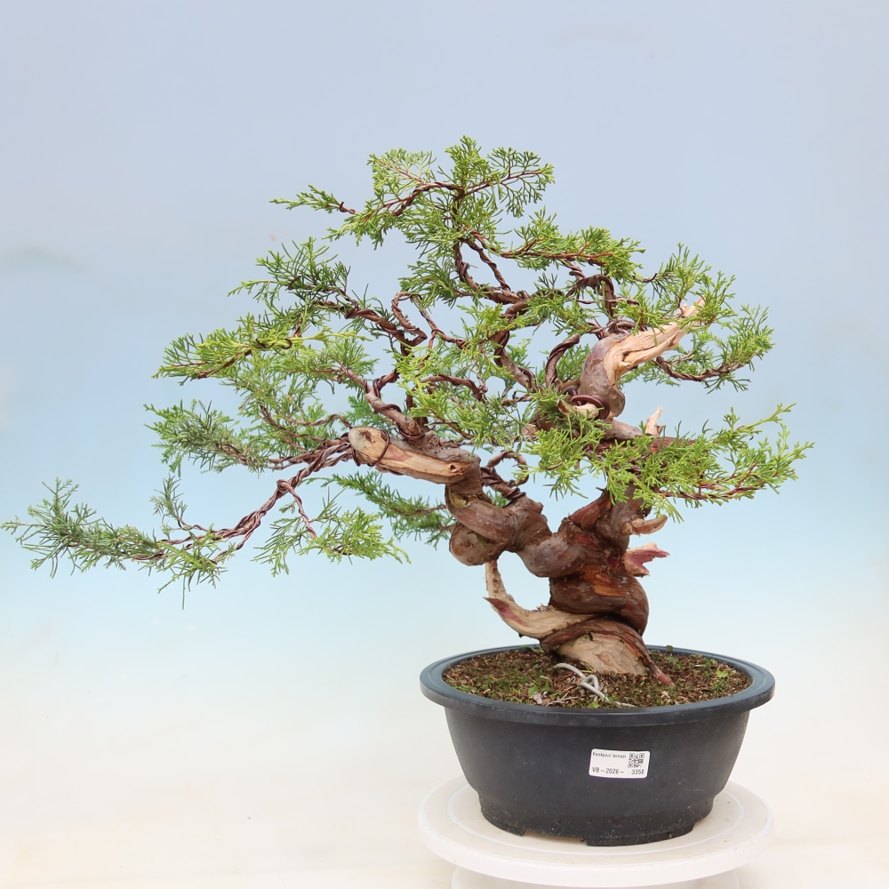 Venkovní bonsai - Juniperus chinensis Itoigawa-Jalovec čínský