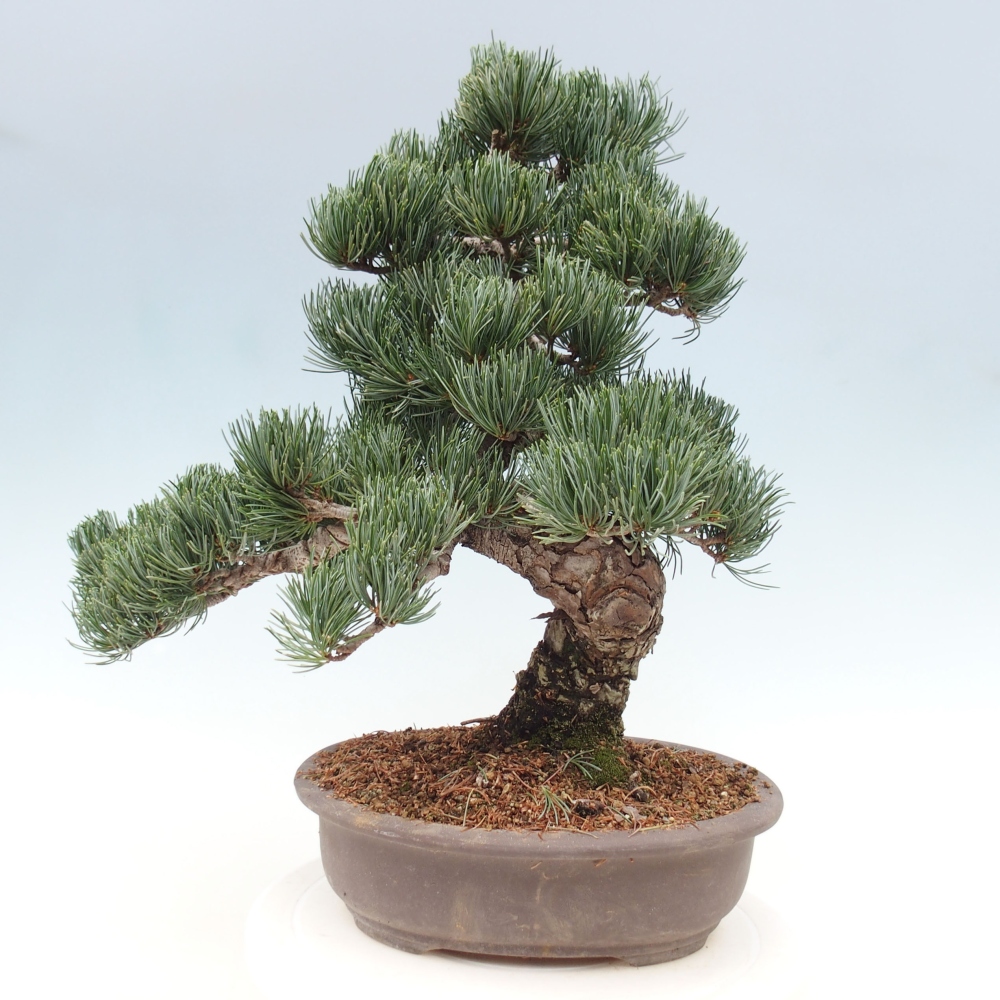 Venkovní bonsai - Pinus parviflora - Borovice drobnokvětá