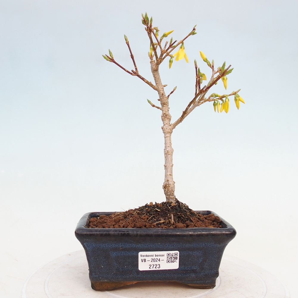 Venkovní bonsai - Zlatice - Forsythia intermedia 