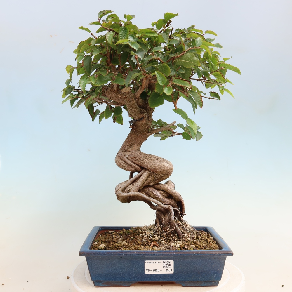 Venkovní bonsai -Carpinus CARPINOIDES - Habr korejský