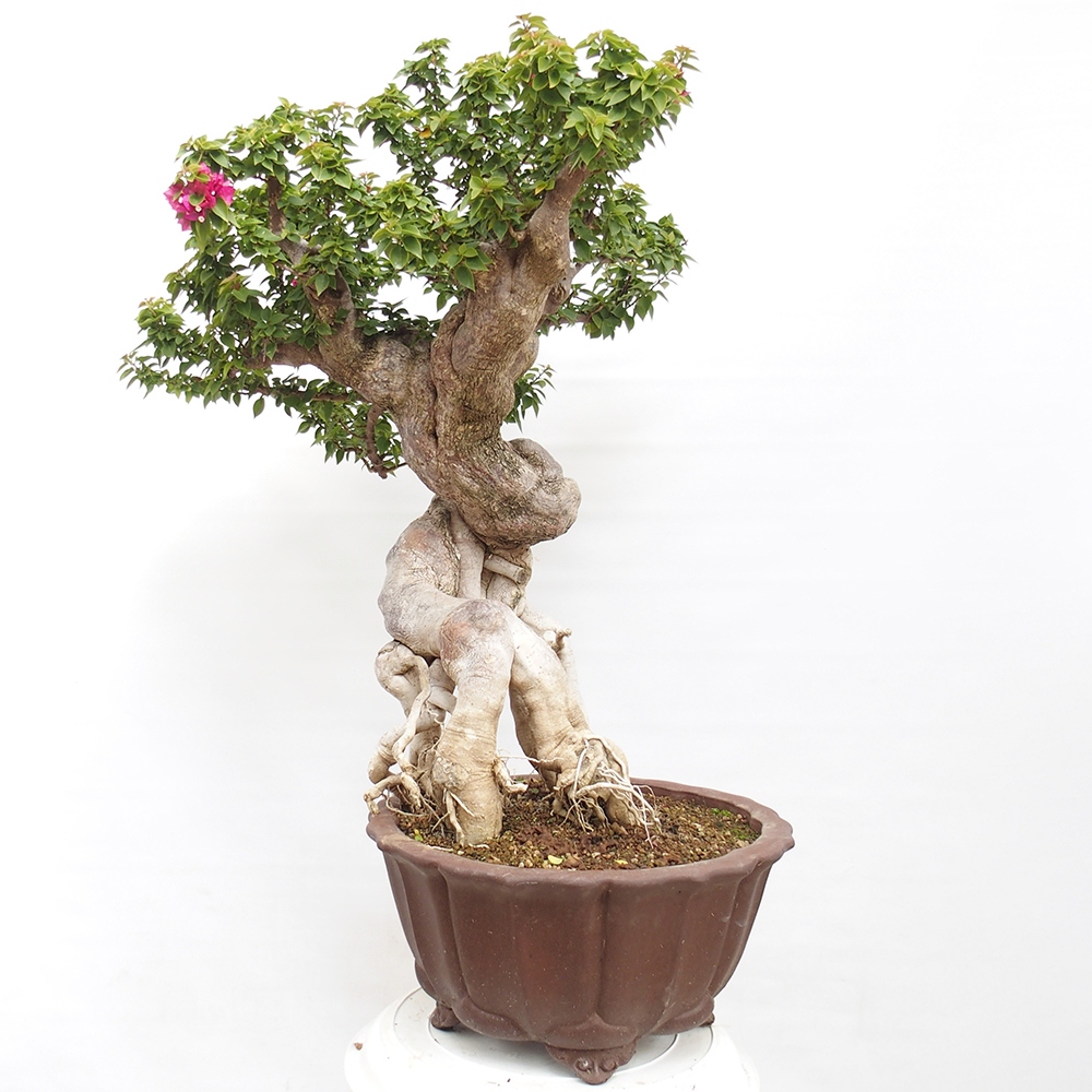 Pokojová bonsai - Bouganwilea