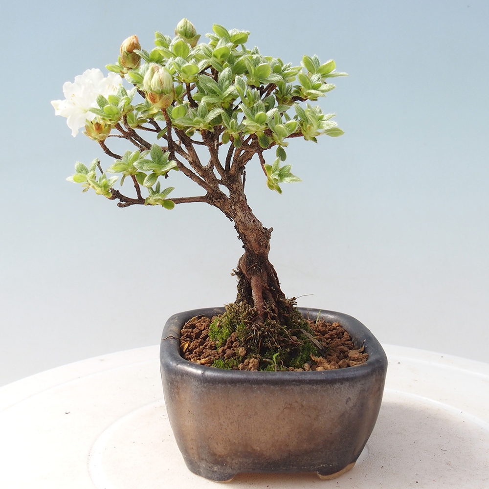 Venkovní bonsai - Rhododendron indicum - Japonská azalka