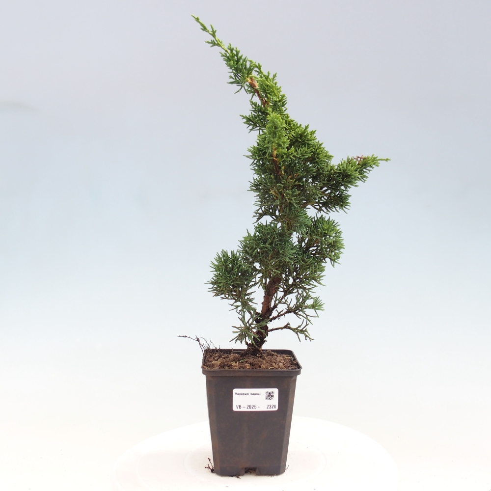 Venkovní bonsai - Juniperus chinensis Kishu -Jalovec čínský
