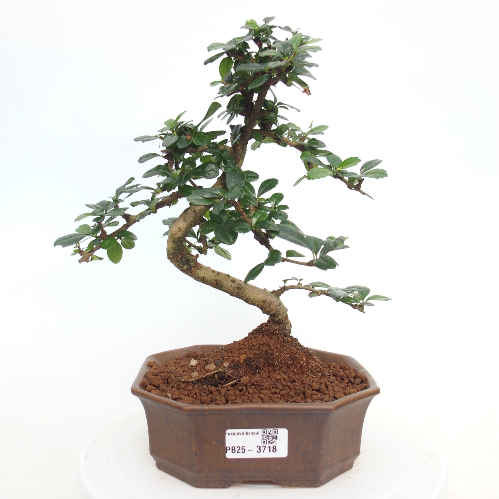 Pokojová bonsai - Carmona macrophylla - Čaj fuki