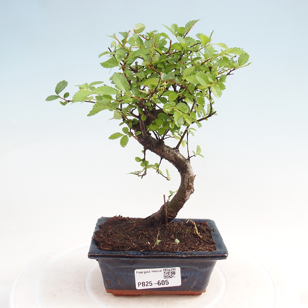 Pokojová bonsai - Ulmus parvifolia - Malolistý jilm