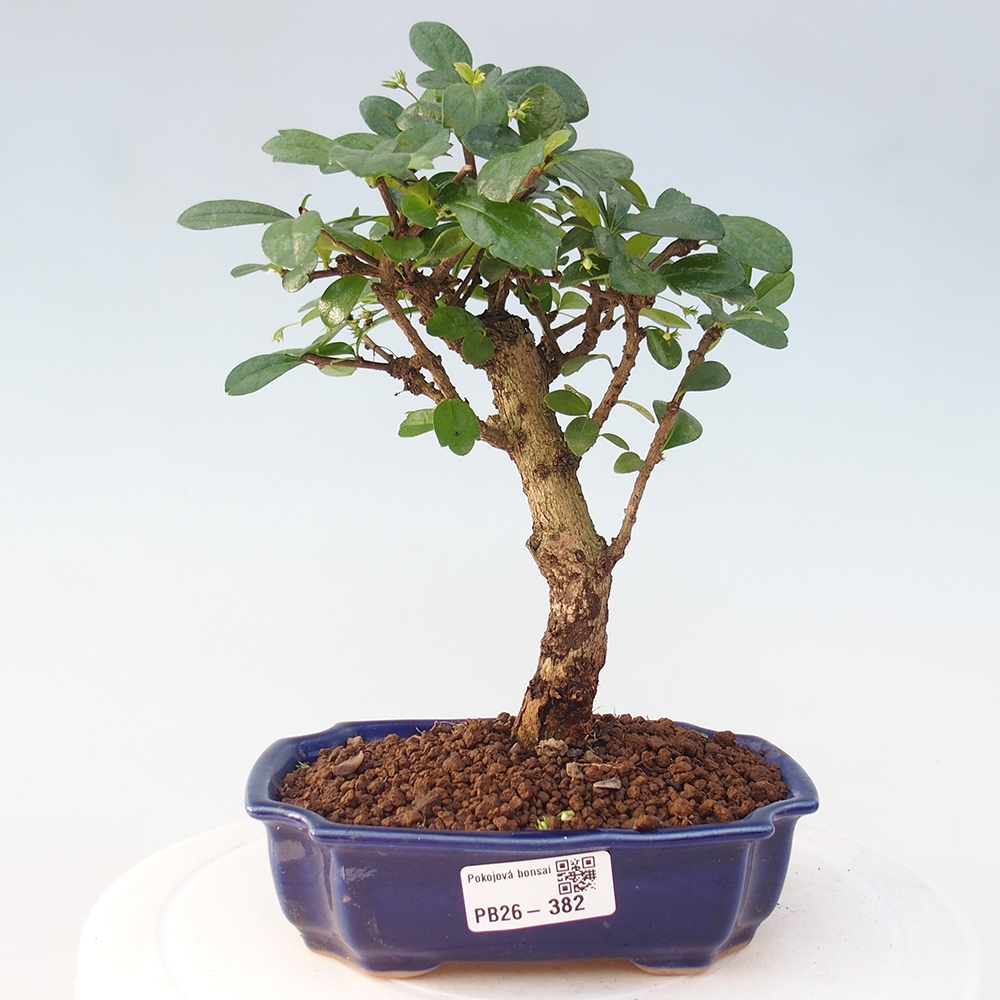 Pokojová bonsai - Carmona macrophylla - Čaj fuki